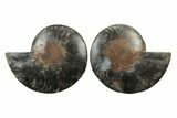 Cut & Polished Ammonite Fossil - Unusual Black Color #241511-1